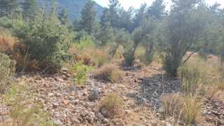 Fethiye ovacık Satılık Tarla