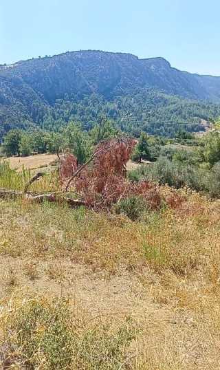 seydikemer arsada 2 müstakil tapulu zeytinnlik ve elma bahçesi satılık