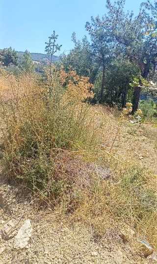 seydikemer arsada 2 müstakil tapulu zeytinnlik ve elma bahçesi satılık