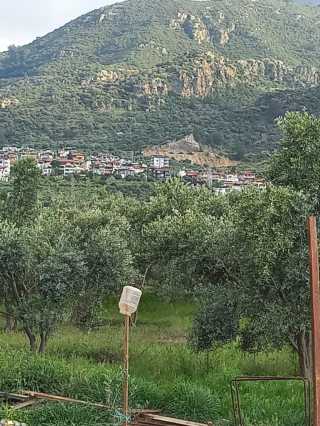 fethiye esenköyde satılık yatırım fırsatı verimli tarla