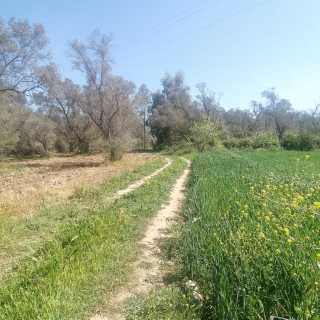 Seydikemer Girmeler 810M ZEYTİNLİK TARLA