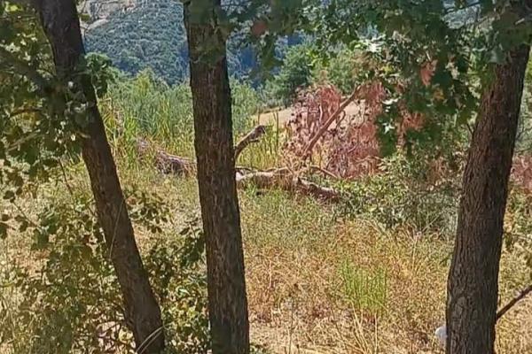seydikemer arsada 2 müstakil tapulu zeytinnlik ve elma bahçesi satılık