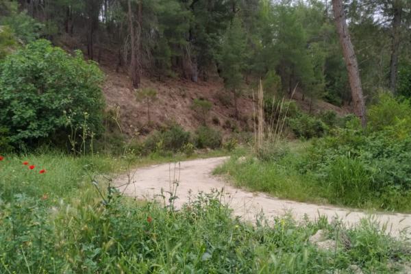 seydikemer atlıderede TARLA