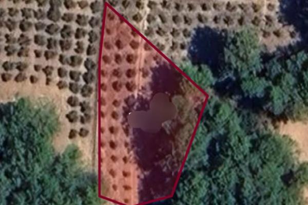 TARLA 650 M2 ‘Sİ HİSSELİ TAPULU 900 M2 Sİ MÜSTAKİL 2 B DİR 2B ‘NİN KULLANICI TAPU
SU ŞU AN ASKIDADIR İCİNDE 100 ADET 6 YAŞINDA ZEYTİN AĞACI VARDIR.ETRAFINDA ÇAM AĞAÇLARI VARDIR YOLU MEVCUTTUR ALICISINA HAYIRLI OLSUN Muğla Satılık Tarla İlanları
Seydikemer Satılık Tarla İlanları